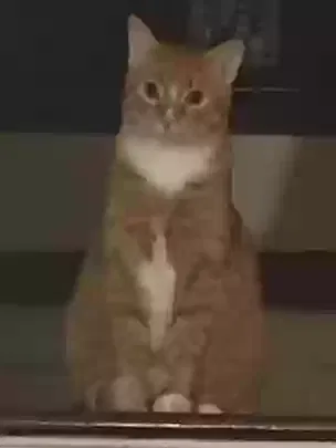 Lost cat in Saint Louis, MO, 63113