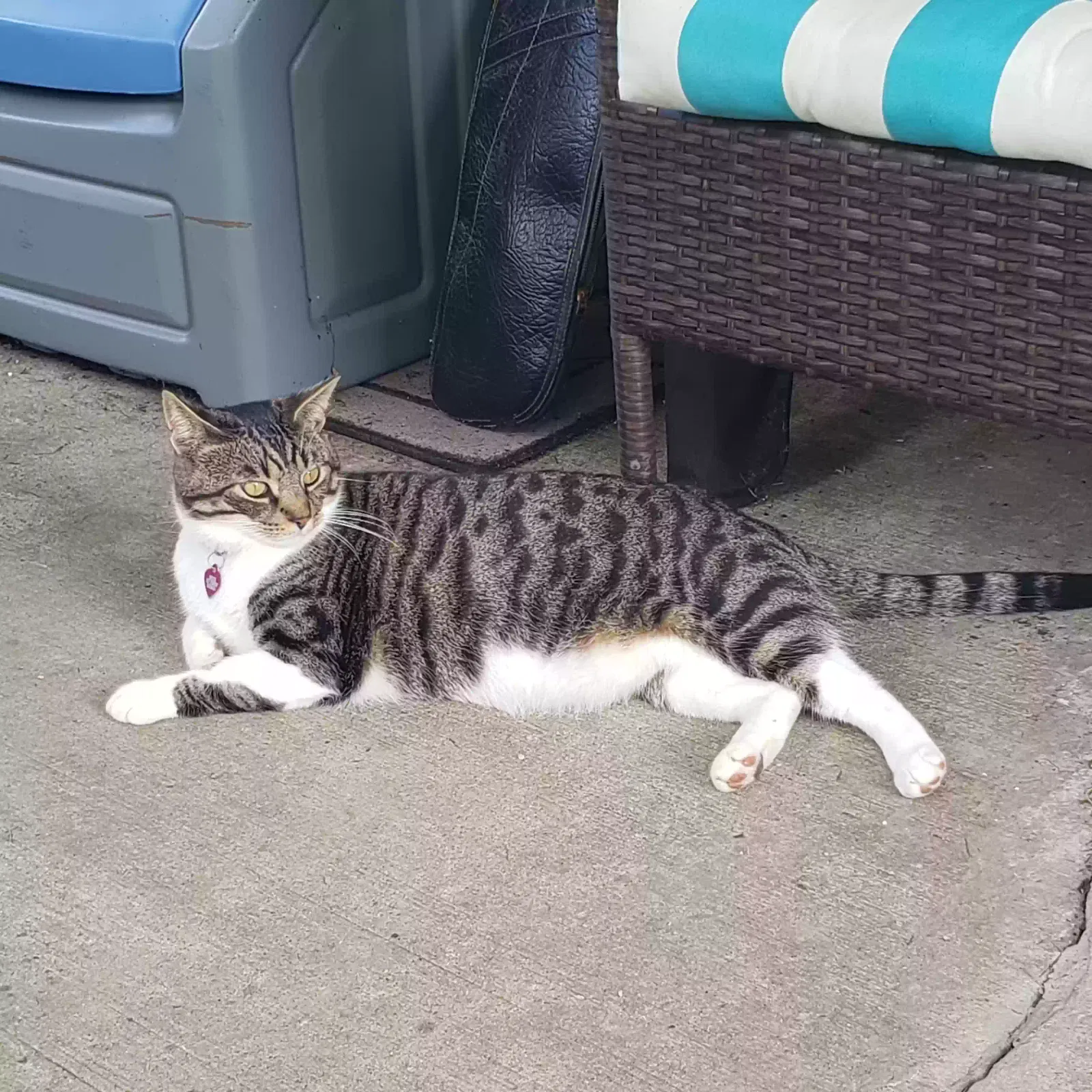 Lost cat in Youngstown, OH, 44511