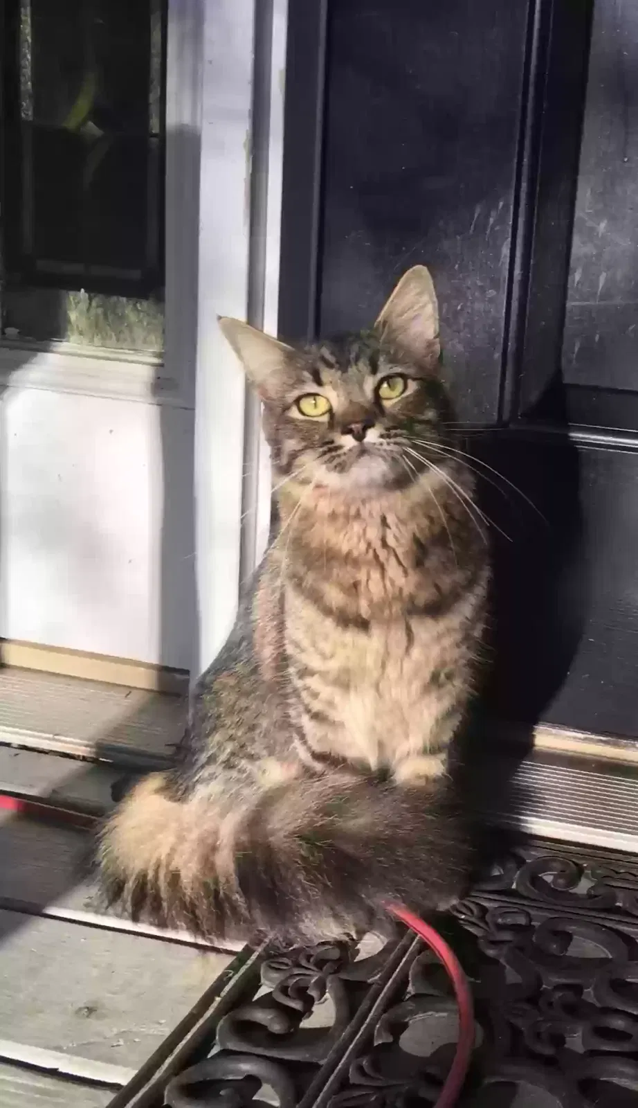 Lost cat in Cibolo, TX, 78108