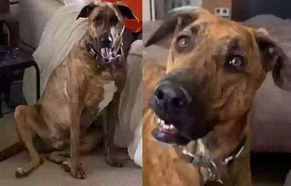 Lost dog in Tempe, AZ, 85282