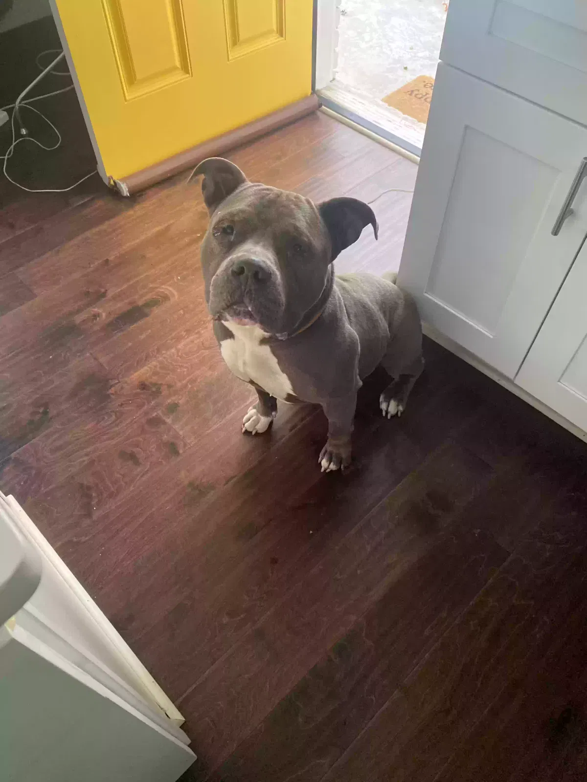 Found dog in Atlanta, GA, 30331