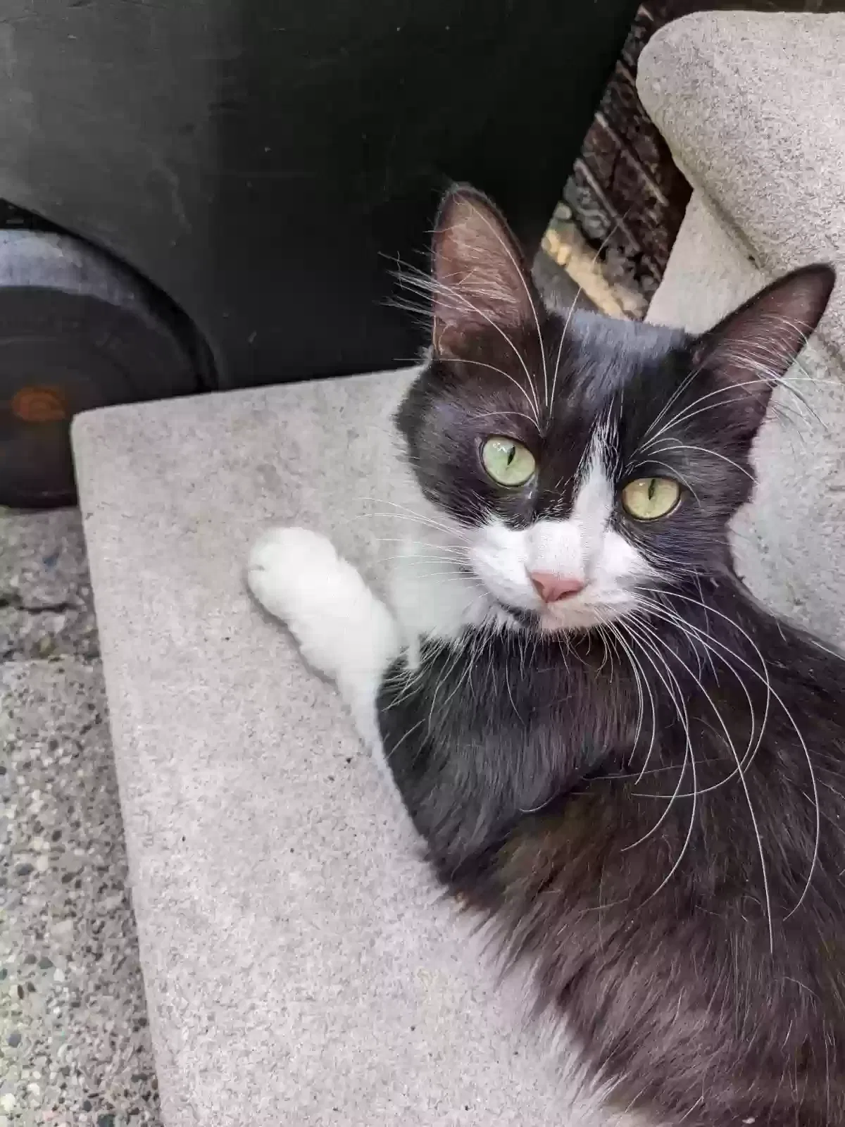 Found cat in Detroit, MI, 48221