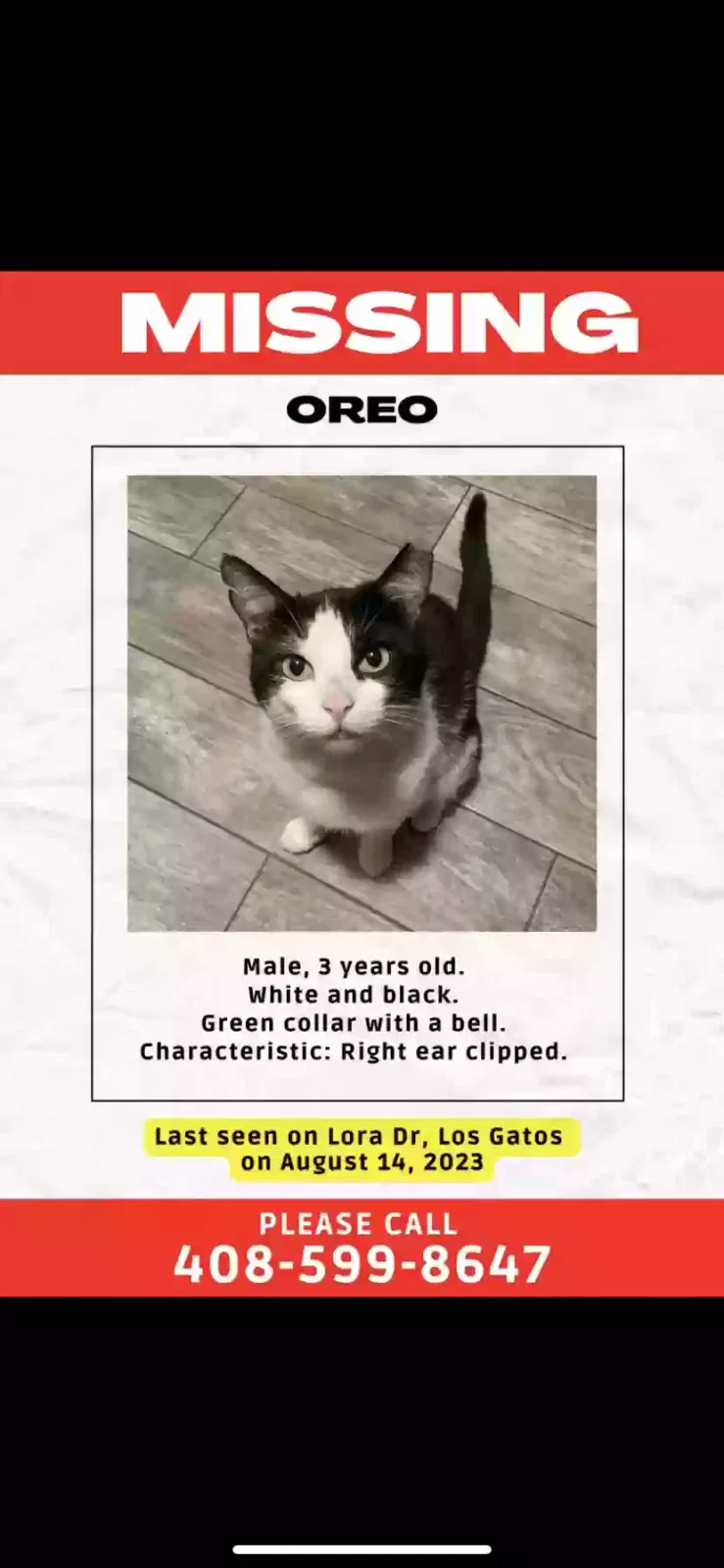 Lost cat in Los Gatos, CA, 95032