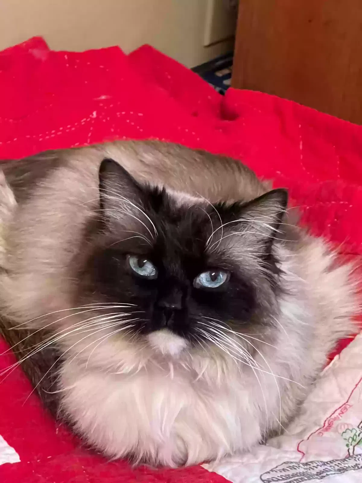 Lost cat in Circle Pines, MN, 55014