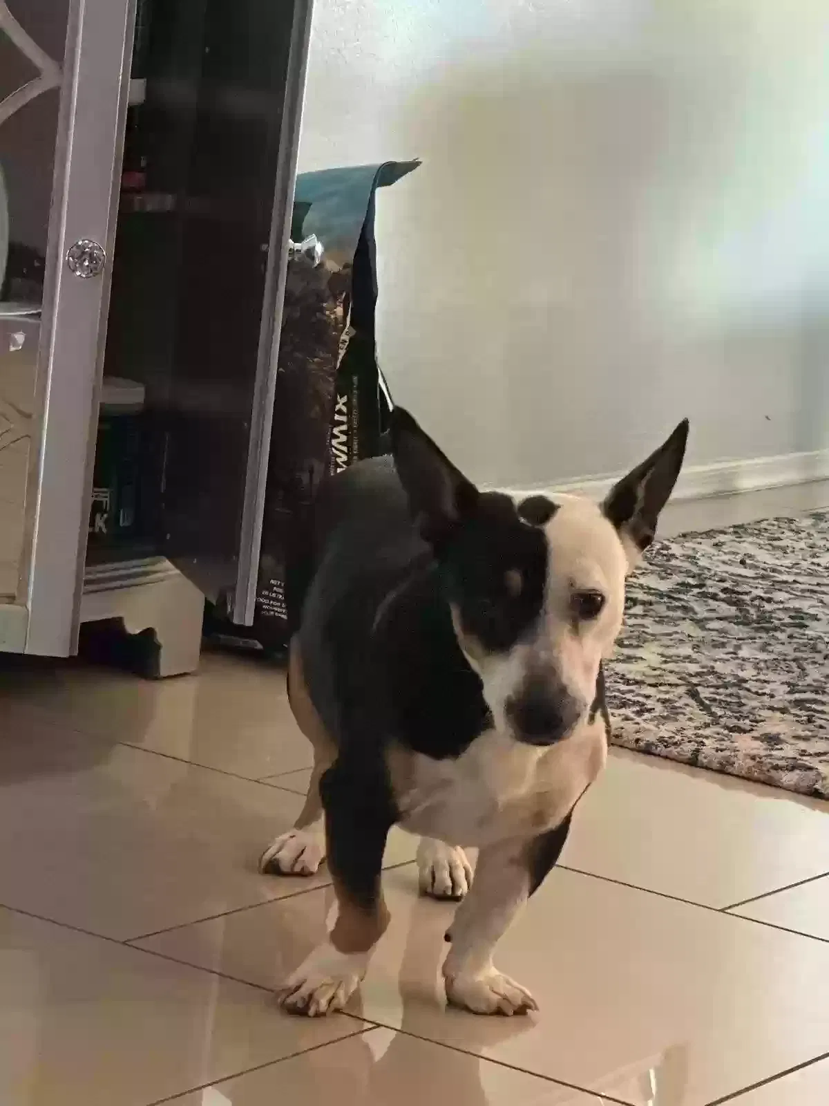 Found dog in Phoenix, AZ, 85041