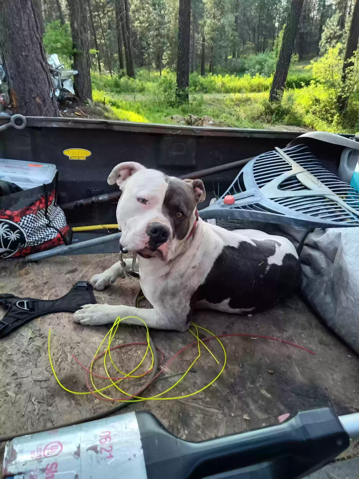 Lost dog in Spokane, WA, 99212