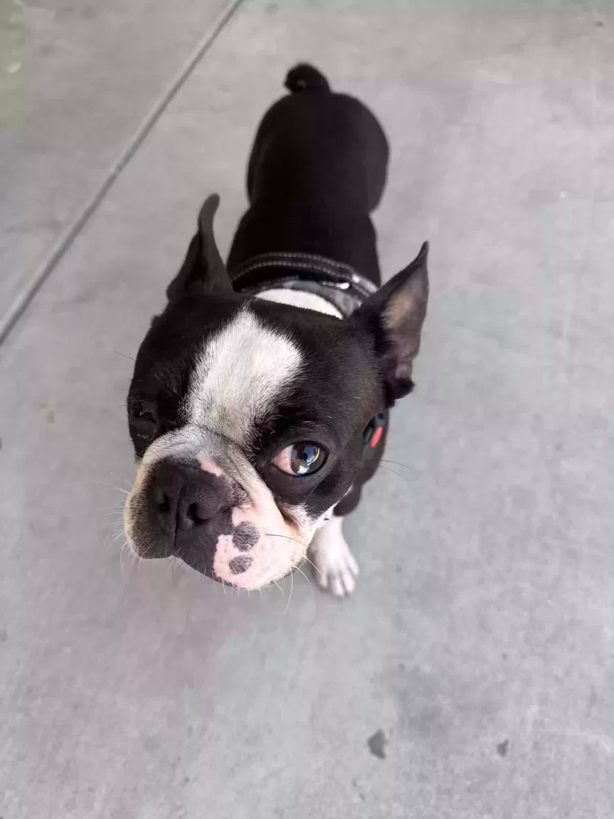 Found dog in Pittsburg, CA, 94565