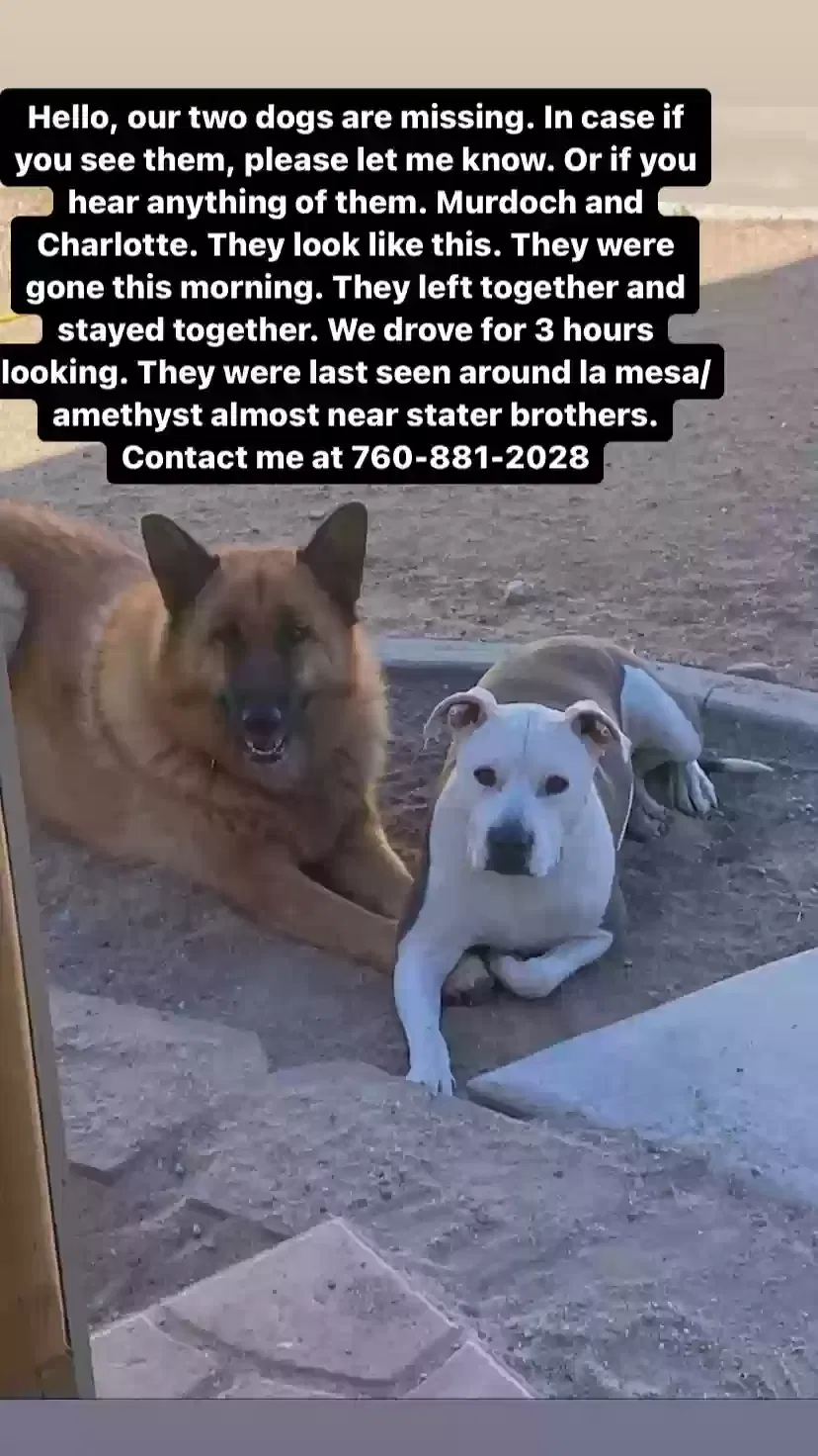Lost dog in Victorville, CA, 92392