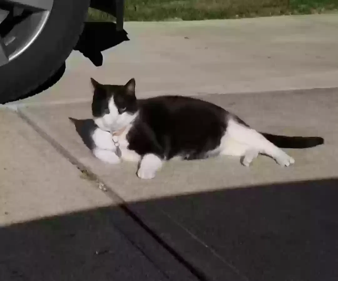 Lost cat in Hillsboro, MO, 63050