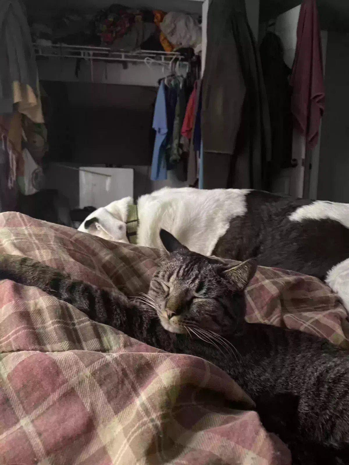 Lost cat in Colorado Springs, CO, 80920