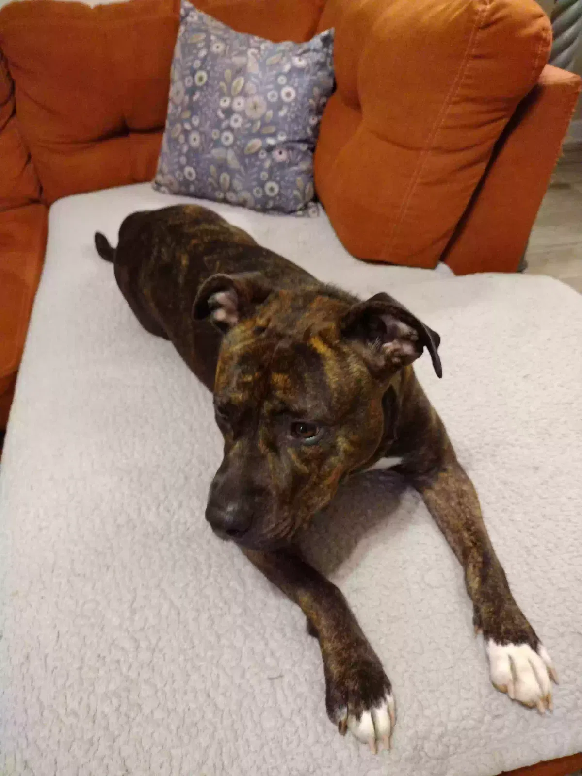 Found dog in Hephzibah, GA, 30815