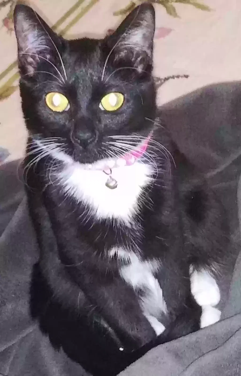 Lost cat in Fort Pierce, FL, 34949
