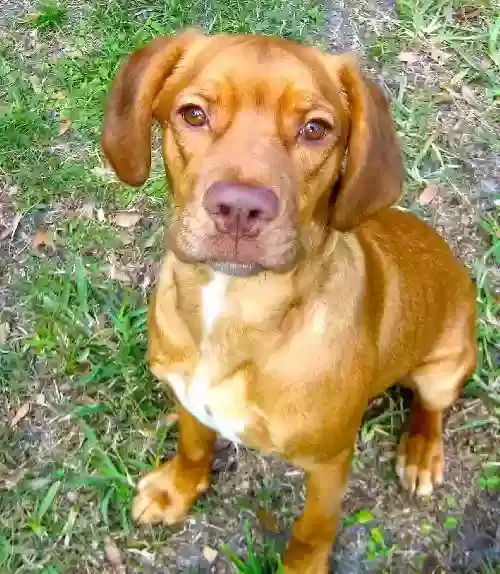 Lost dog in Las Vegas, NV, 89115