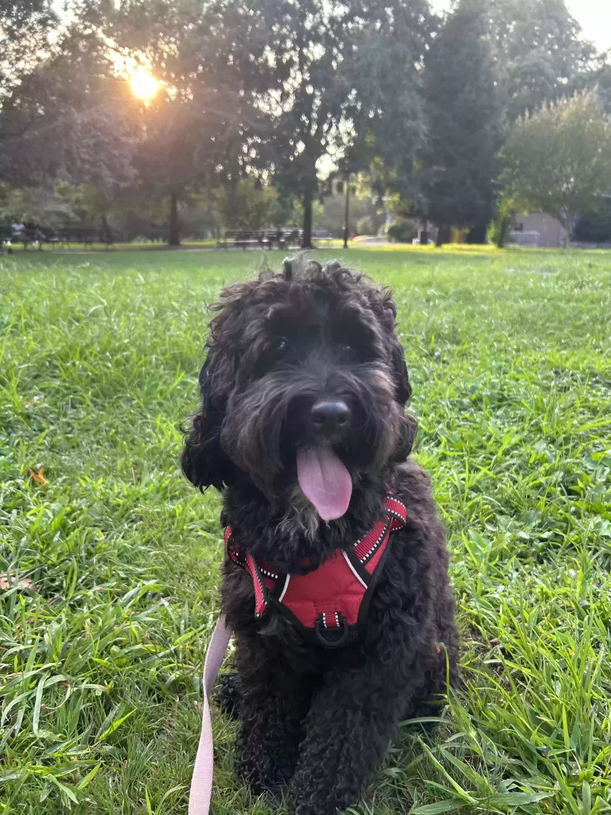 Lost dog in Bronx, NY, 10467