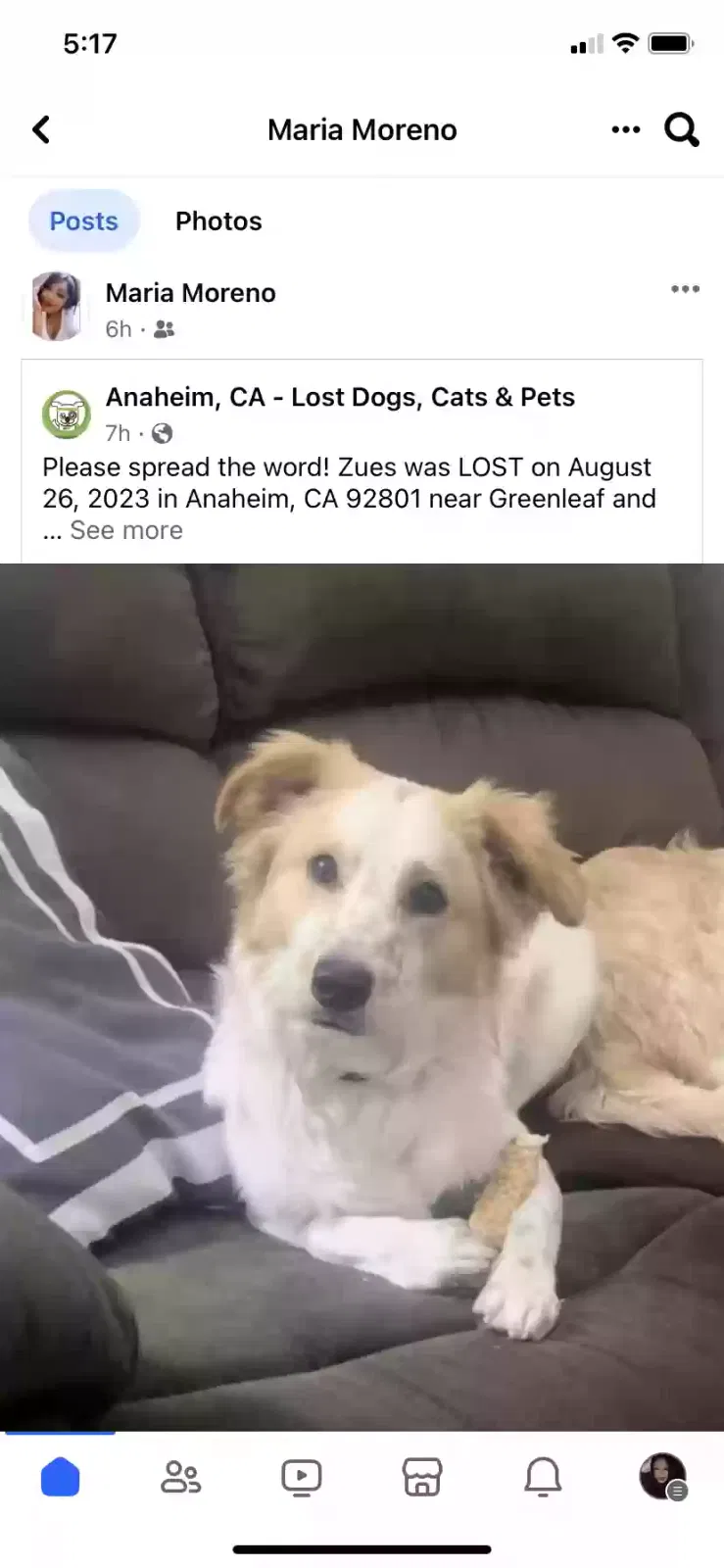 Lost dog in Anaheim, CA, 92801