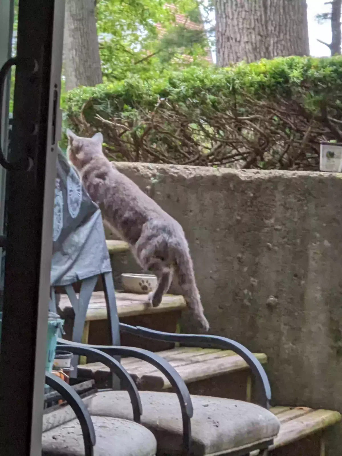 Found cat in Nashua, NH, 3060