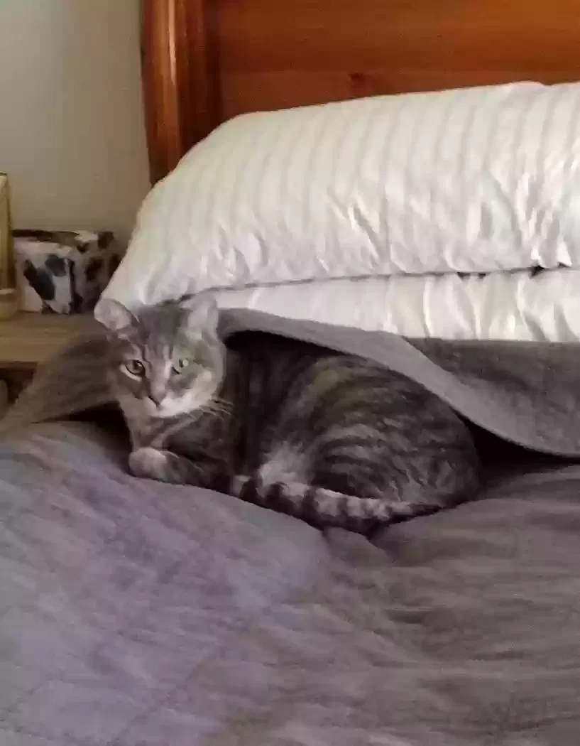 Lost cat in Pensacola, FL, 32514