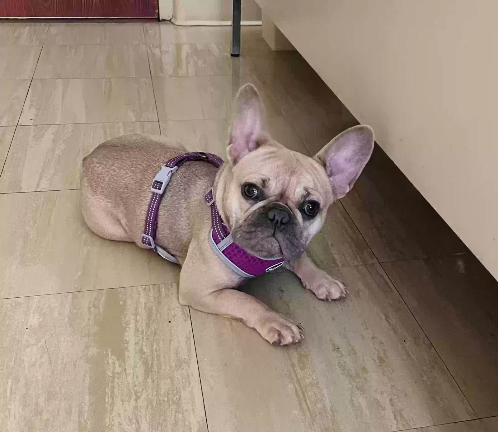 Lost dog in Grand Rapids, MI, 49507