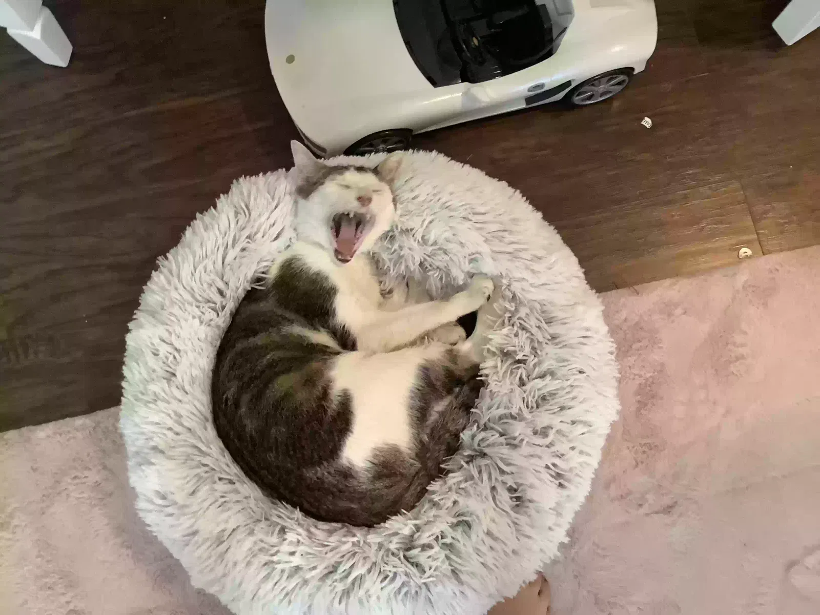 Lost cat in Temple, TX, 76502