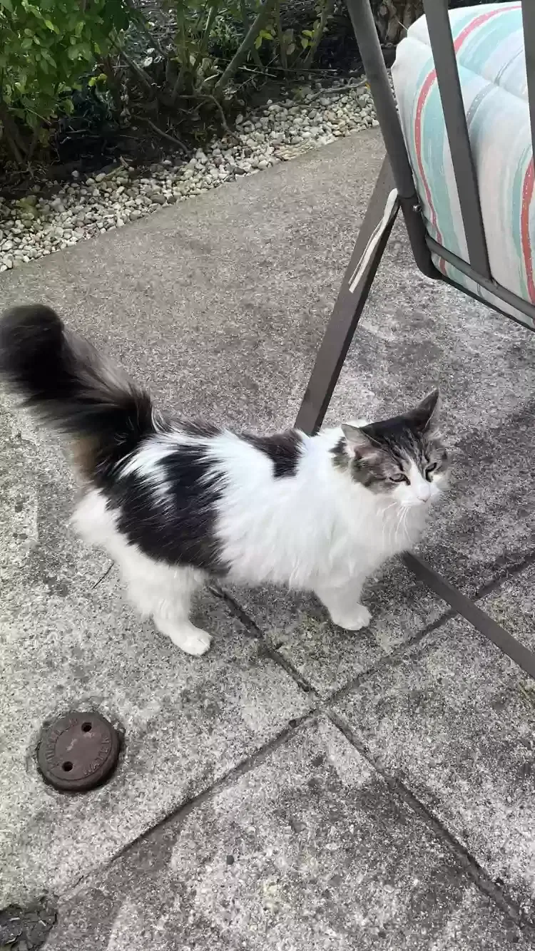 Lost cat in Schaumburg, IL, 60193