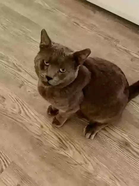 Lost cat in Port Hueneme, CA, 93041