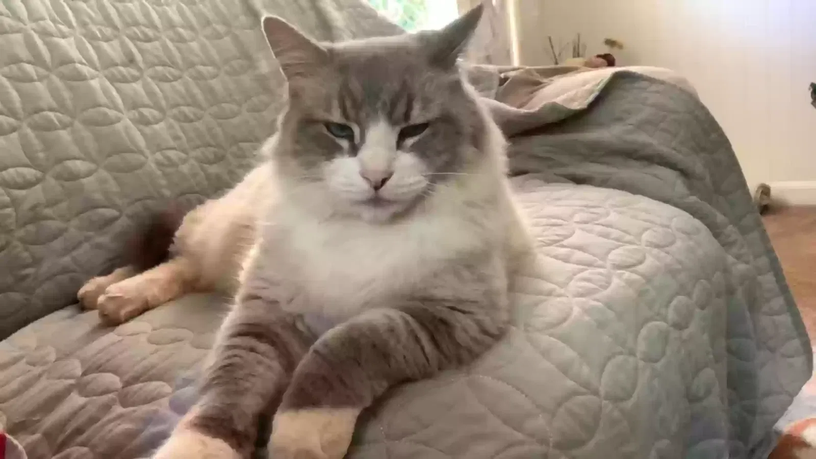 Lost cat in Camino, CA, 95709