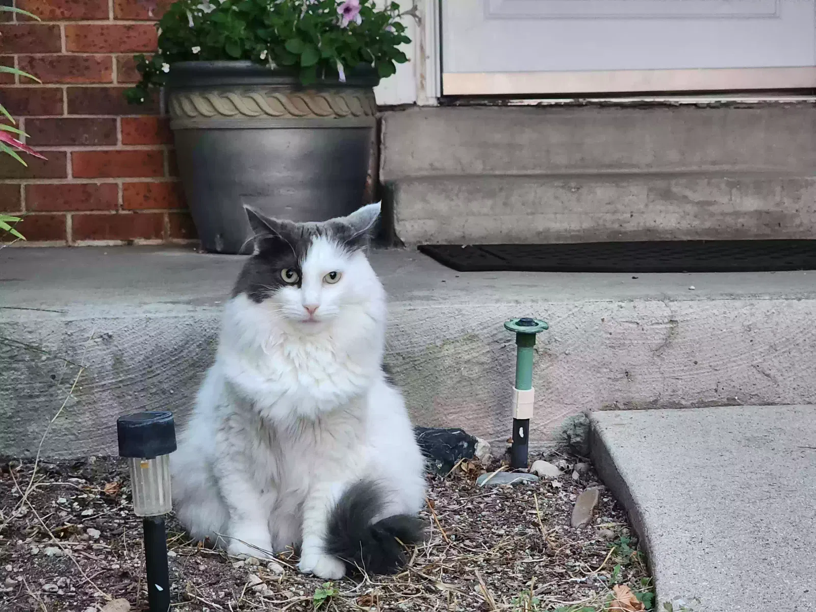 Lost cat in Sandy, UT, 84094