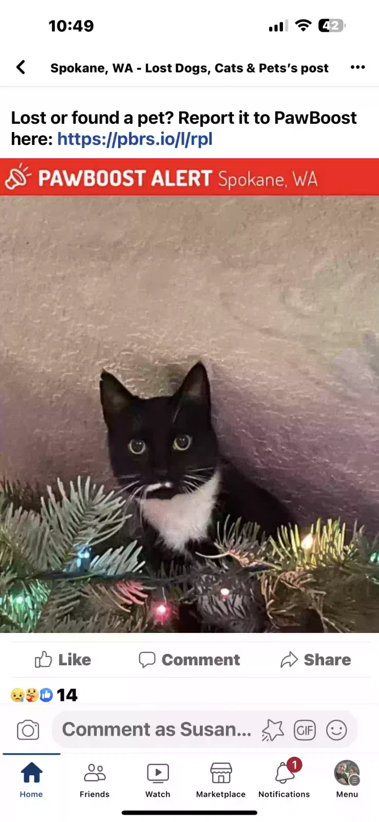 Lost cat in Spokane, WA, 99218