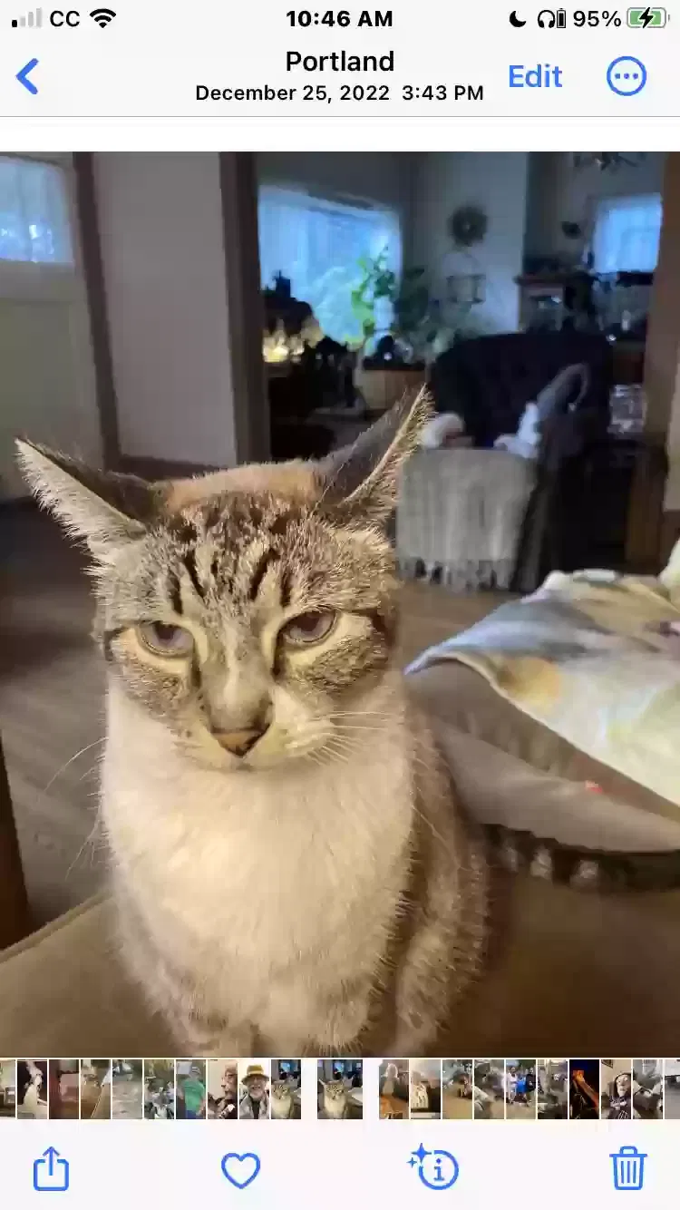 Missing Cat
