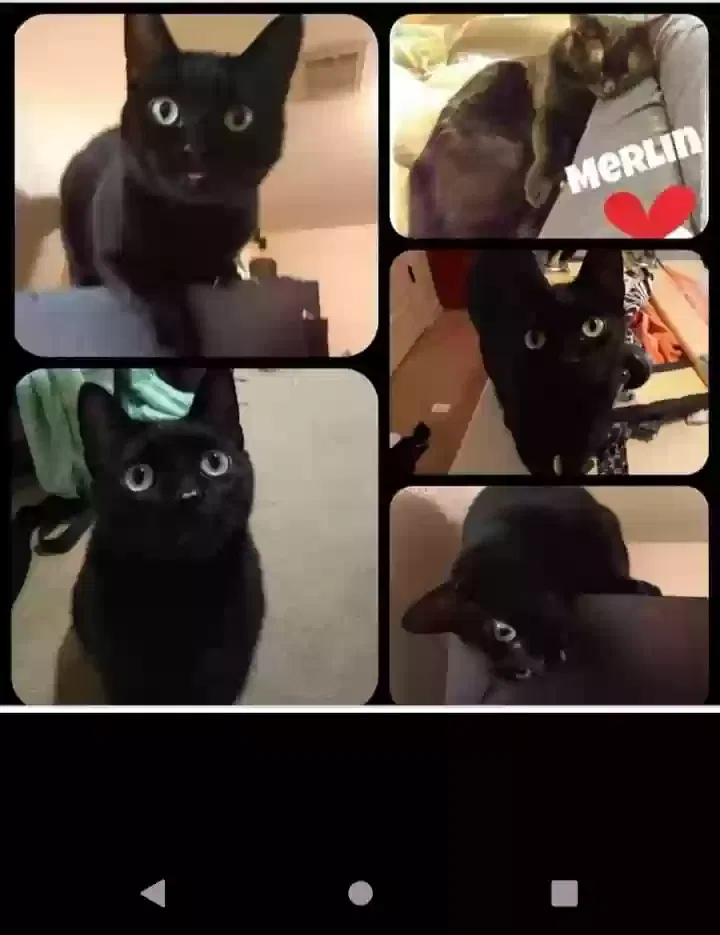Lost cat in Houston, TX, 77084