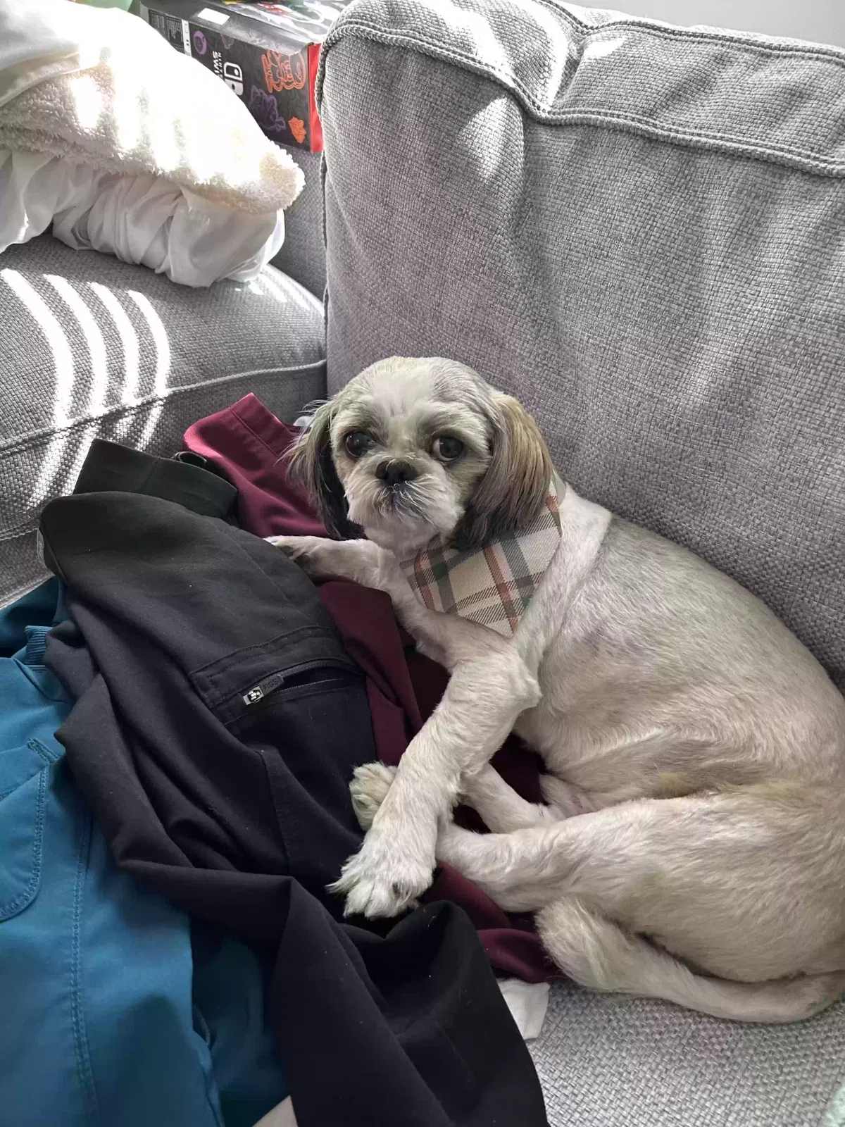 Lost dog in Norwalk, CA, 90650