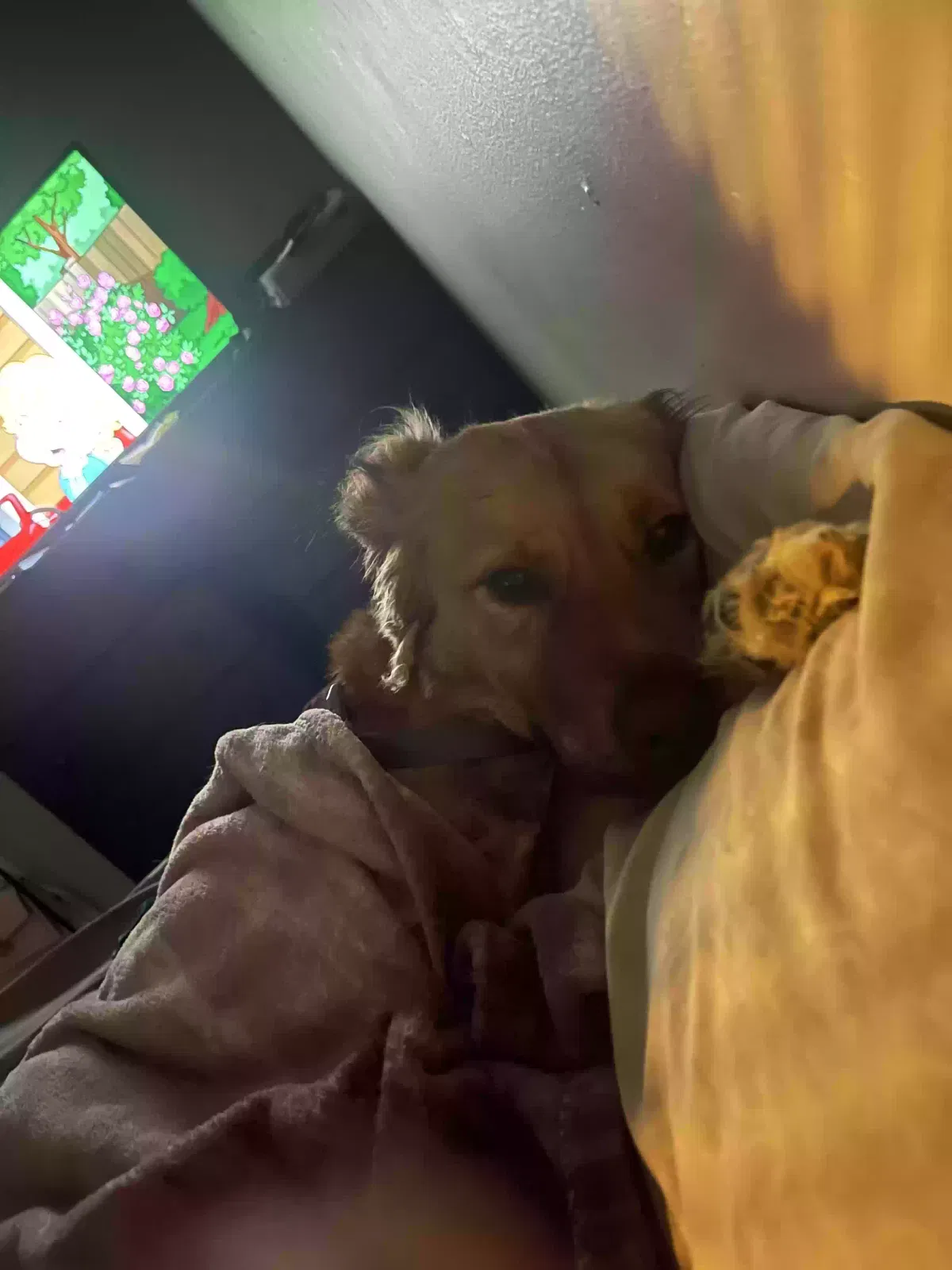Lost dog in Winston Salem, NC, 27106