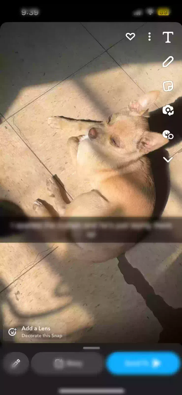 Lost dog in Bakersfield, CA, 93304