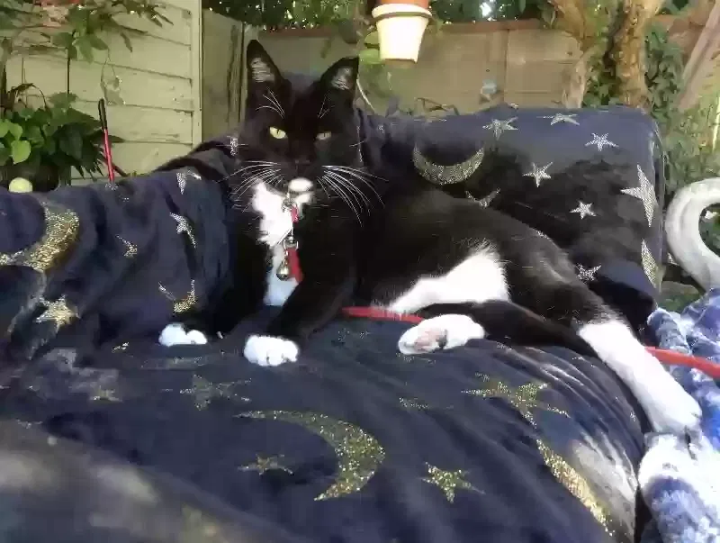 Lost cat in Granada Hills, CA, 91344