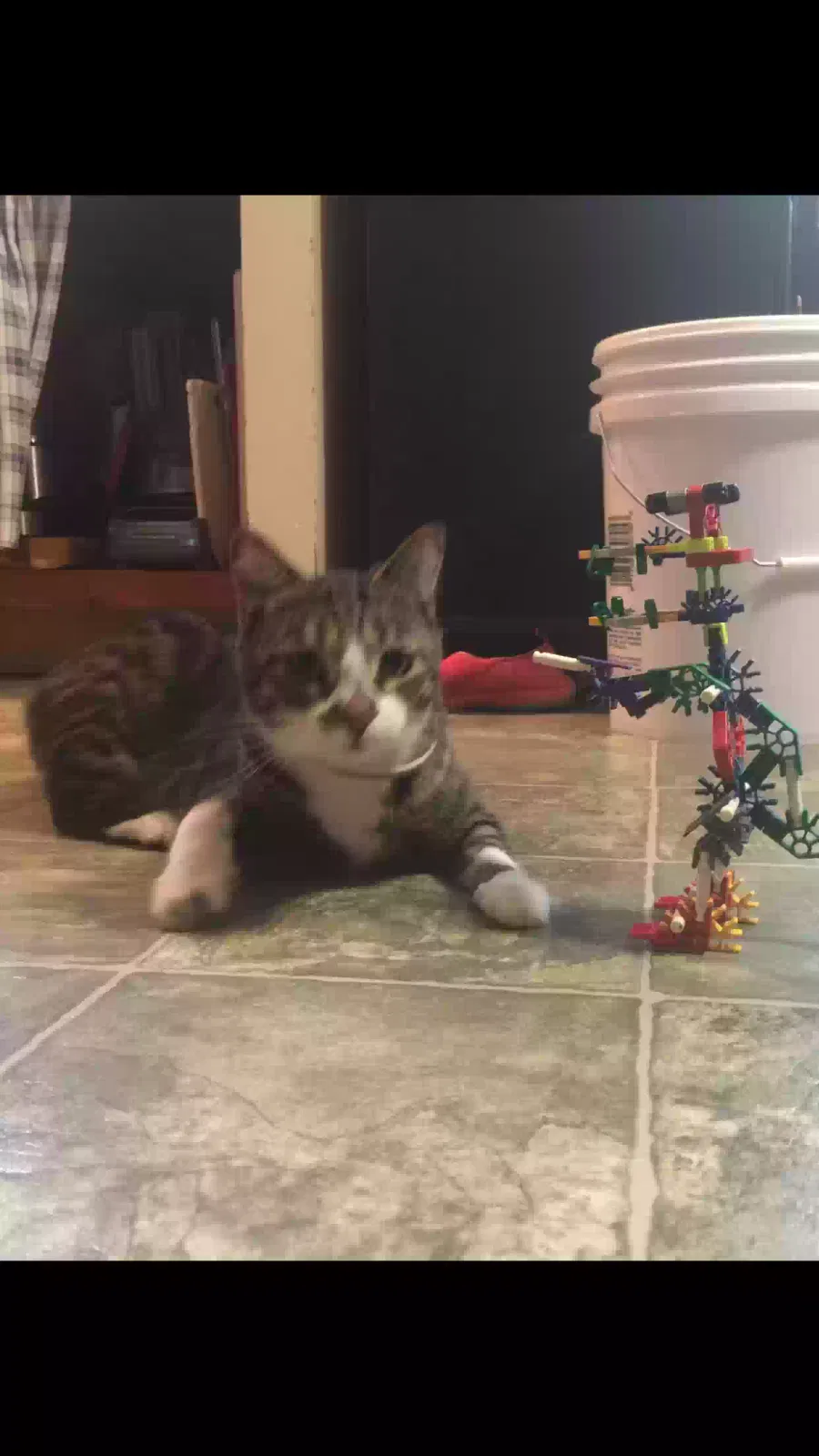 Lost cat in Elsie, MI, 48831