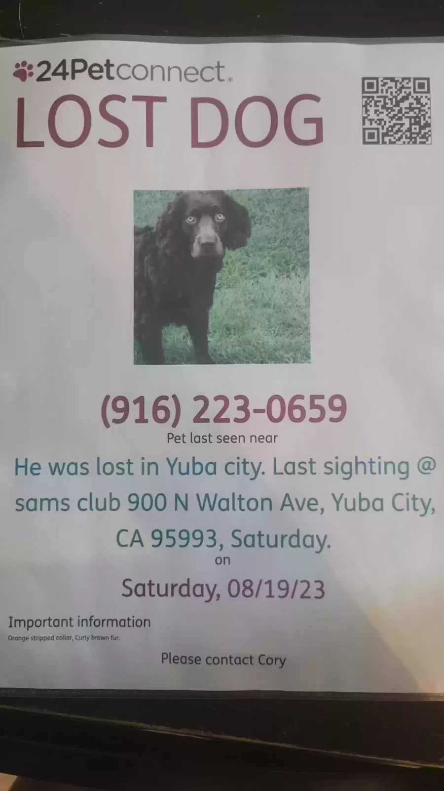 Lost dog in Yuba City, CA, 95991