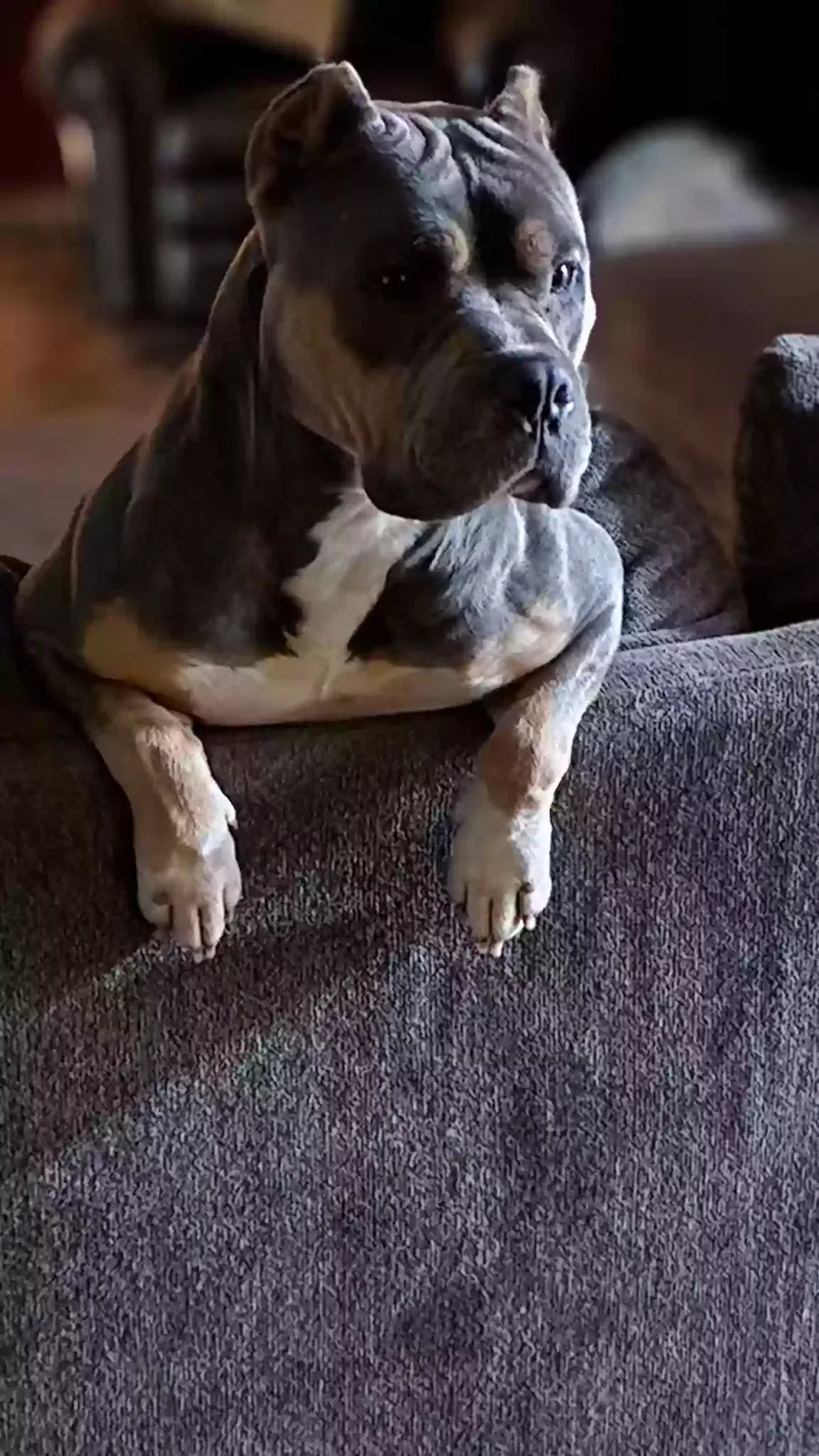 Lost dog in Unknown, LA, 71114