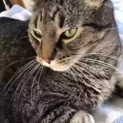 Lost cat in Hendersonville, TN, 37075