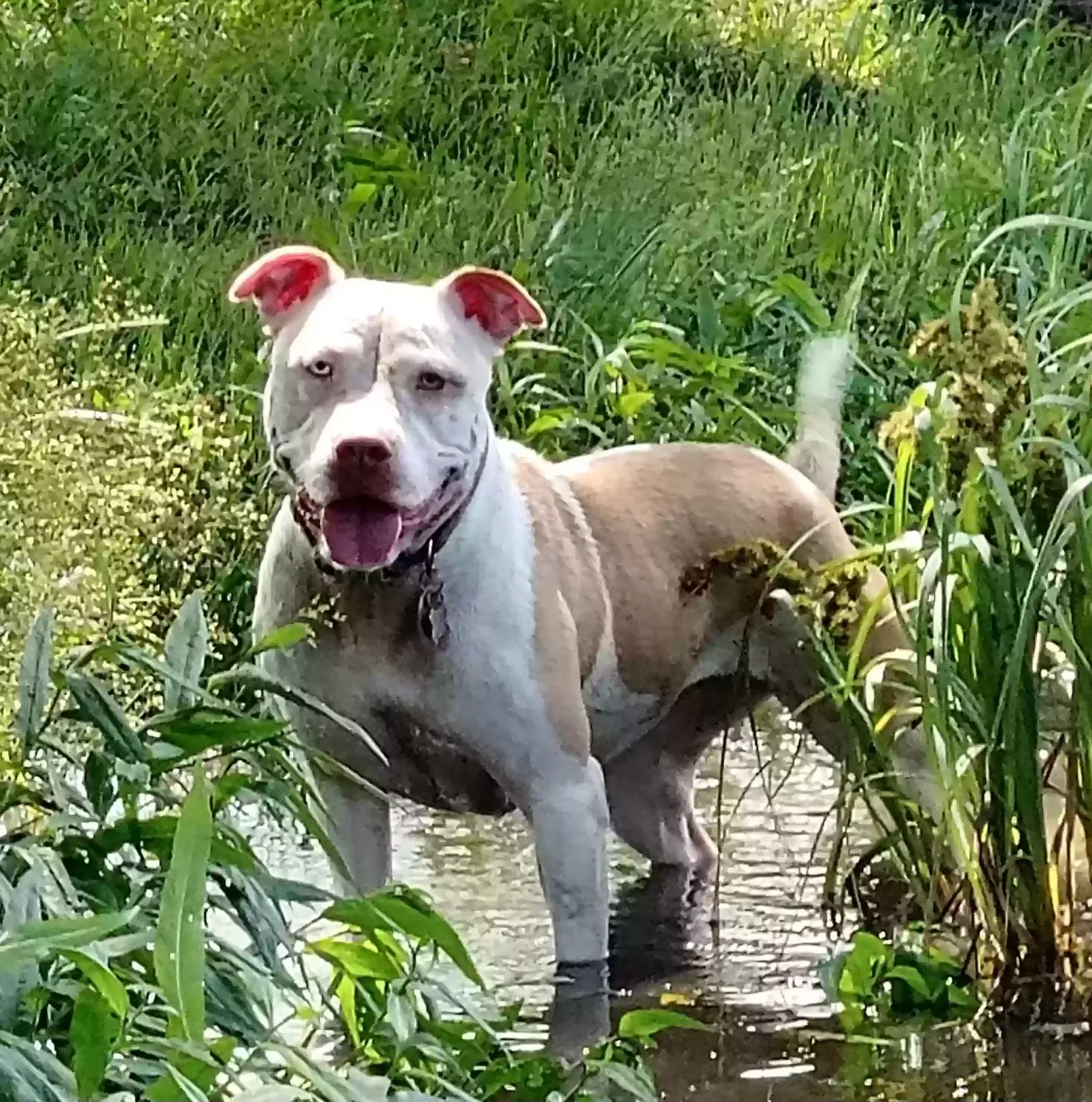 Lost dog in Unknown, LA, 71114