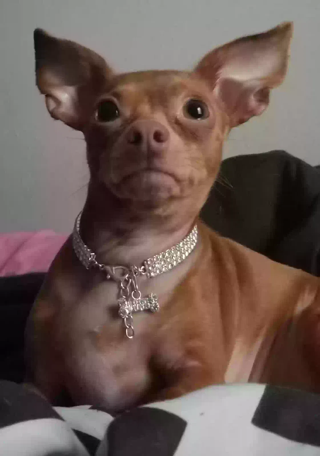 Lost dog in Houston, TX, 77015