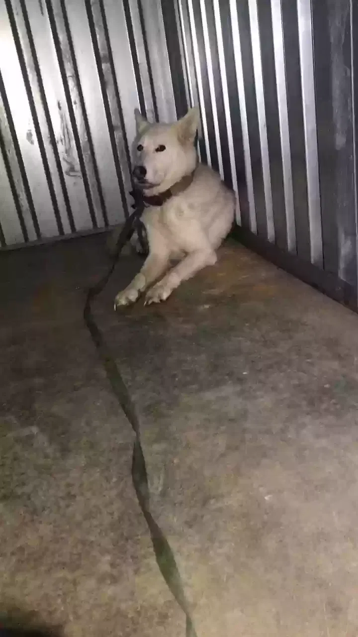Found dog in Princeton, MN, 55371