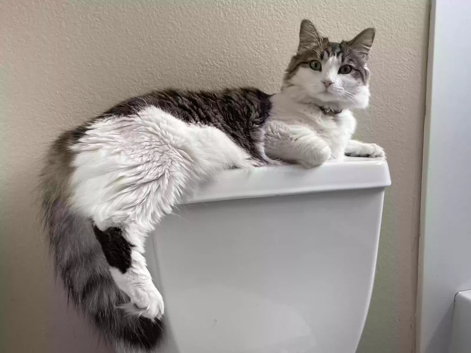 Lost cat in Upland, CA, 91786