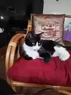 Lost cat in Bristow, VA, 20136