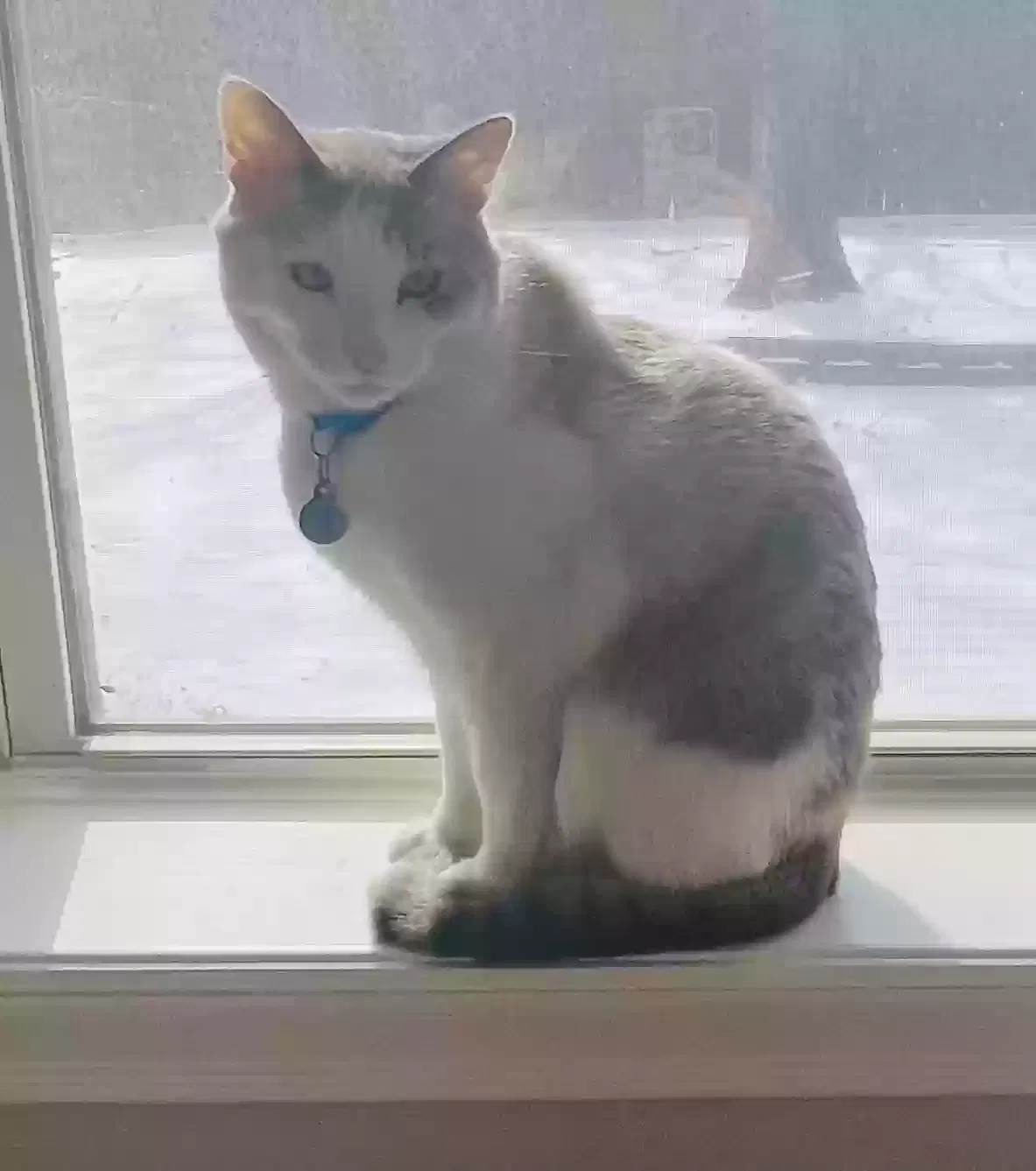 Lost cat in Arlington, TX, 76001