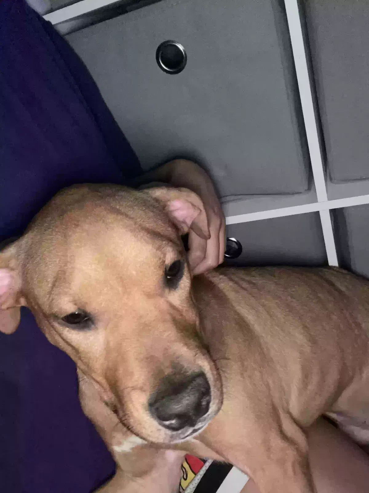 Lost dog in Rocky Mount, NC, 27804