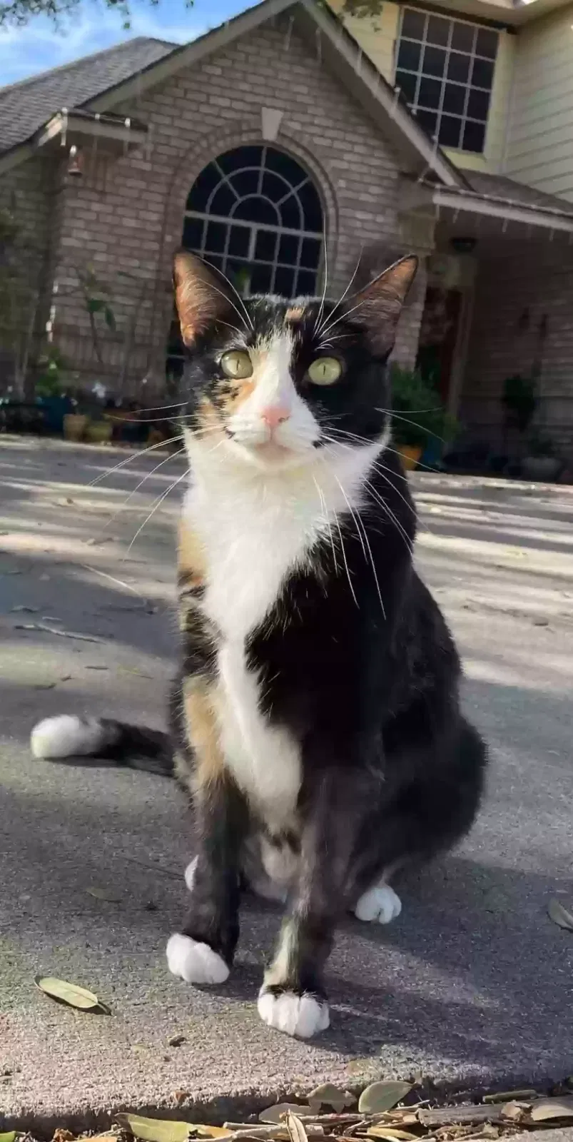 Lost cat in Corpus Christi, TX, 78414