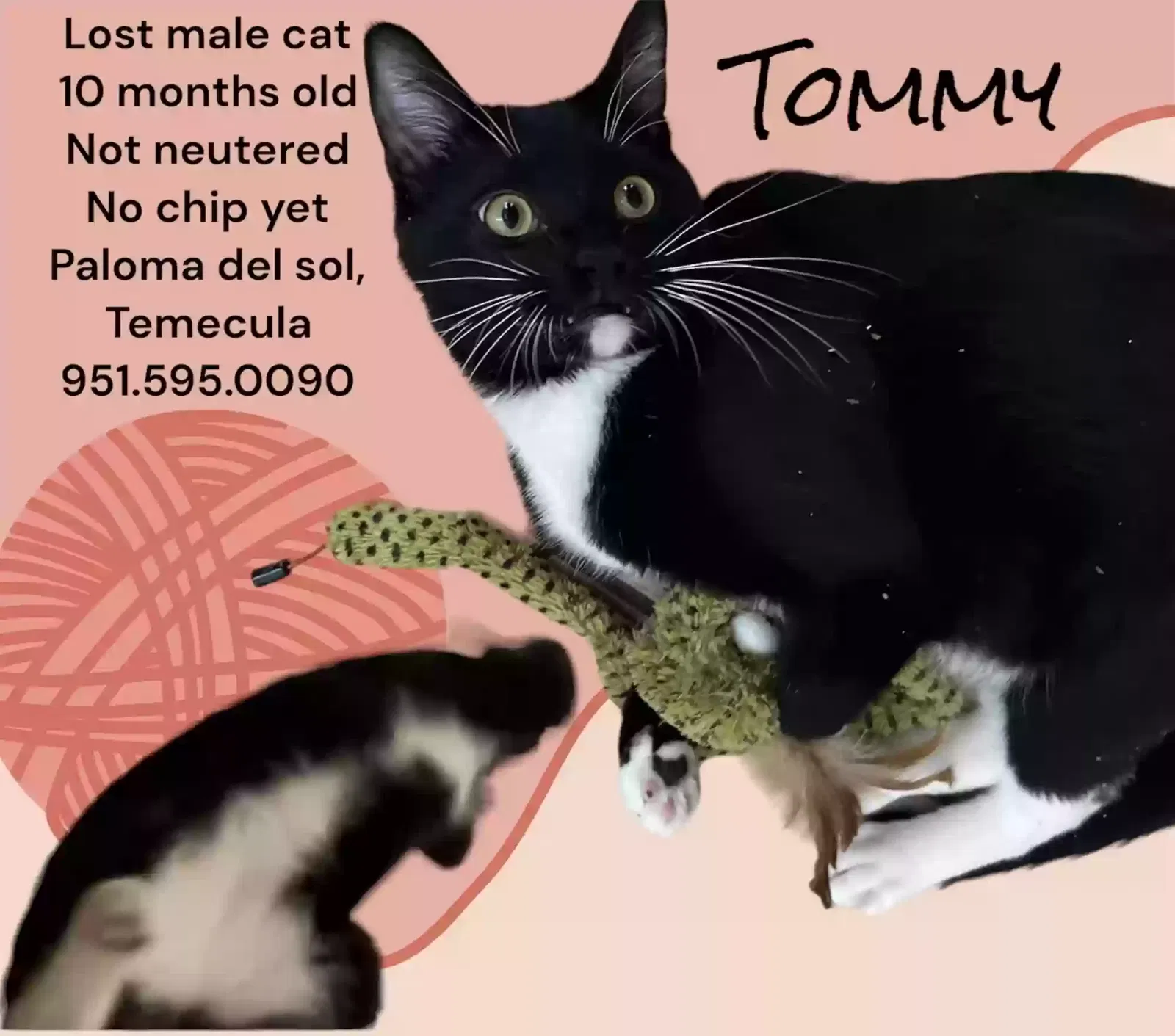 Lost cat in Temecula, CA, 92592