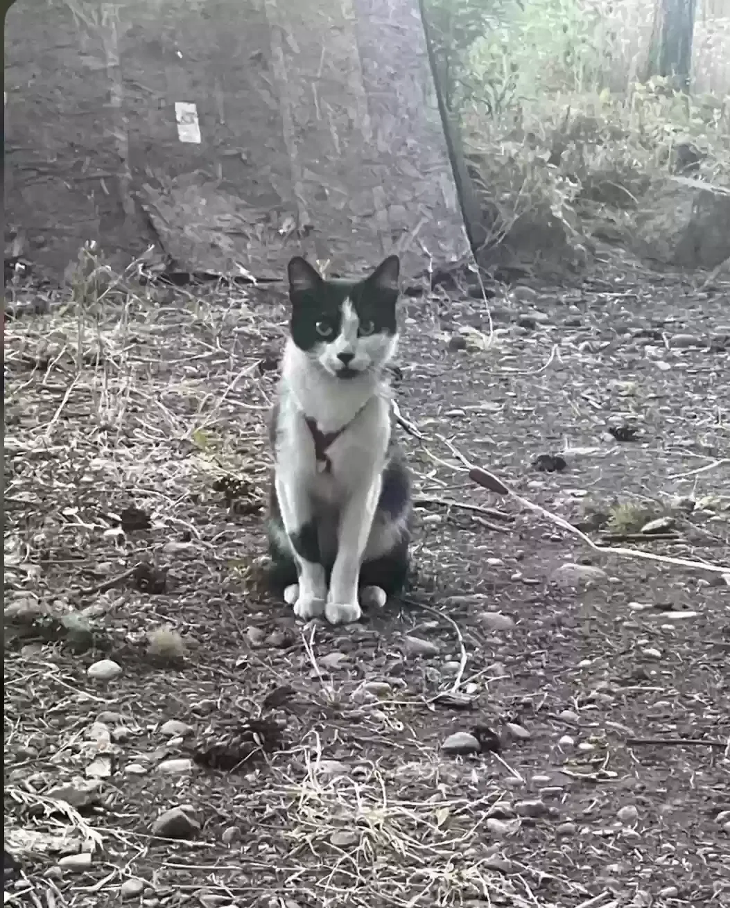 Lost cat in Puyallup, WA, 98371