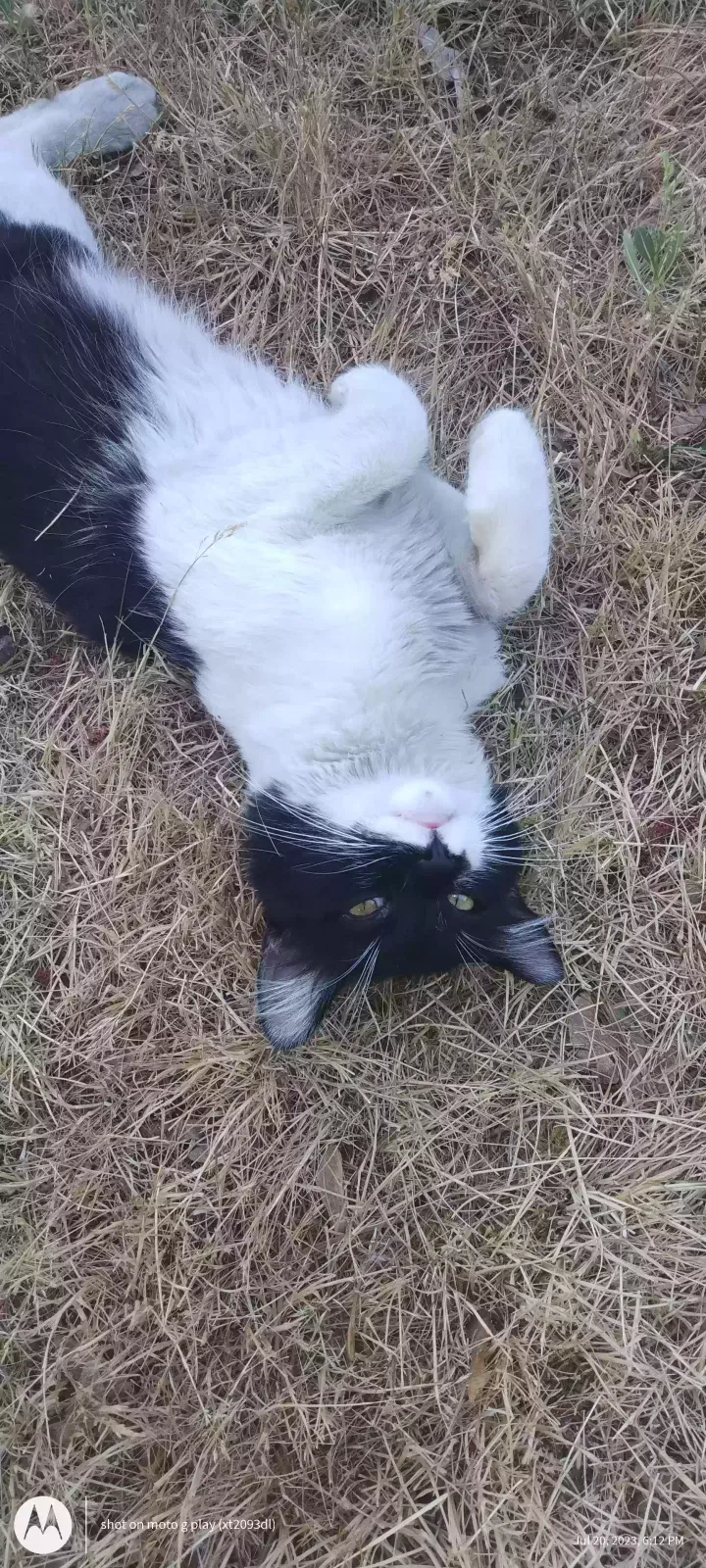 Lost cat in Eugene, OR, 97404