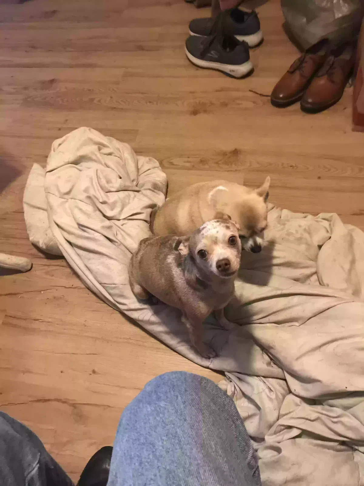 Lost dog in Las Vegas, NV, 89122